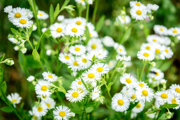 White wildflowers growing in field.