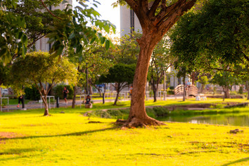 Blurred view and warm color of late afternoon. The gardens with pond. People are popular to relax and exercise. In the morning and evening.