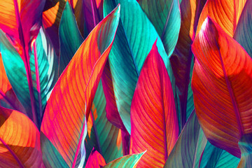 Close up of green and red banana leaves