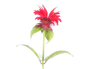 red bergamot flowers on a white background