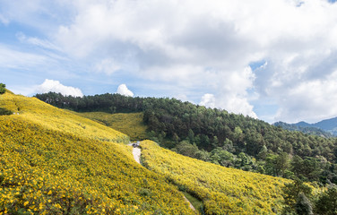 Obraz premium Viewpoint of the Mexican sunflower(tree marigold) field on the high mountain.