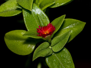 Baby Sunrose Succulent with Red Flower