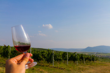 Glass of red wine in the vineyard in Znojmo, Czech Republic