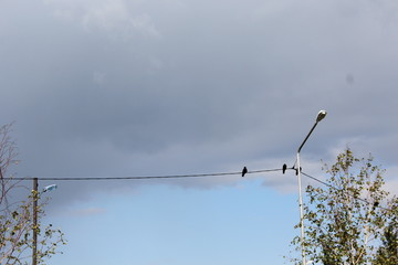 bird on wire