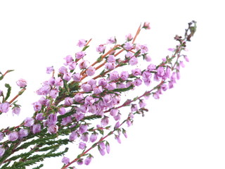 pink heather flowers on a white background - obrazy, fototapety, plakaty