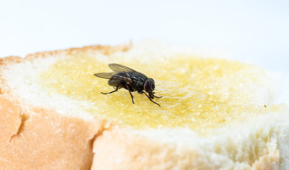 The usual black insect fly sits and eats food: watermelon, bread, honey, pie