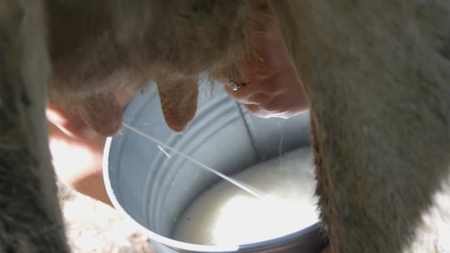 The milkmaid milks the cow by hand. Female hands squeeze the udder of a cow in the pasture. Fresh milk with froth flows into an iron bucket. Milking in the yard