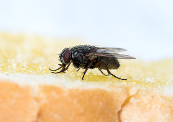 The usual black insect fly sits and eats food: watermelon, bread, honey, pie