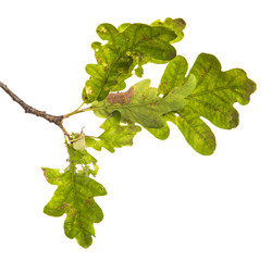 oak tree branch with green leaves on an isolated white background