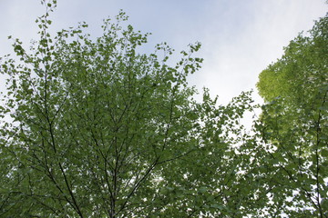 Fototapeta premium Forest