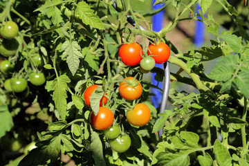 Ripe red tomatoes hang on the branches of a tomato bush