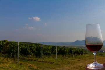 Glass of red wine in the vineyard in Znojmo, Czech Republic