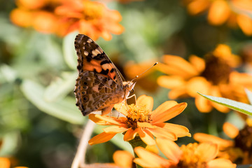 Obraz na płótnie Canvas an orange butterfly and a bee on an orange flower collect pollen
