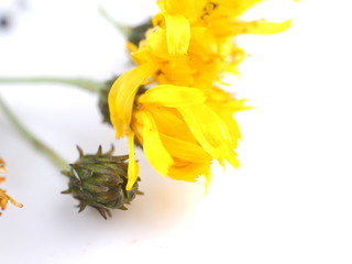 yellow bastard flower on a white background