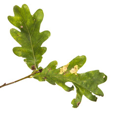 oak tree branch with green leaves on an isolated white background