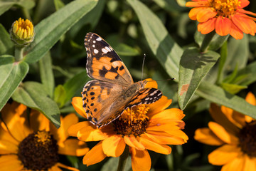an orange butterfly and a bee on an orange flower collect pollen