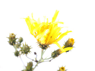 yellow bastard flower on a white background