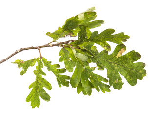oak tree branch with green leaves on an isolated white background