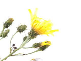yellow bastard flower on a white background