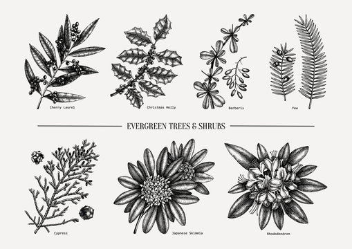 Four types of woody plants: (A) Shrub, here with five stems, branching... |  Download Scientific Diagram