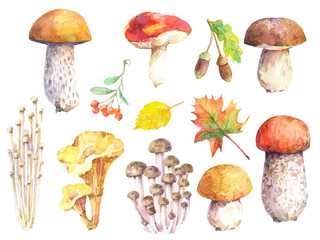 Set of edible mushrooms - birch bolete, russula, honey mushroom, champignon, chanterelle, enoki, tricholoma, porcini and autumn elements. Watercolor hand drawn illustration.