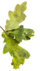branch with oak leaves on an isolated white background, close-up.