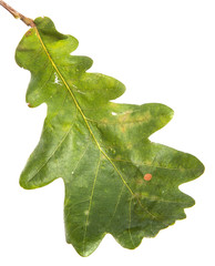 oak leaf on an isolated white background, close-up.