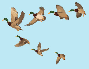 A flock of ducks. A cartoon flock of birds. Vector illustration of flying birds. Drawing for children.