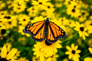close view of monarch butterfly on yellow flowers in the fall