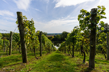 Vineyard in Painshill Park Cobham, UK