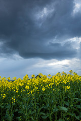 Fototapeta premium Canola Fields Under Stormy Sky