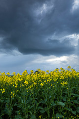 Canola Fields Under Stormy Sky