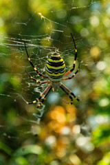 The spider and its web. Spider Argiope bruennichi or Wasp-spider. Closeup photo of Wasp spider. Soft selective focus.