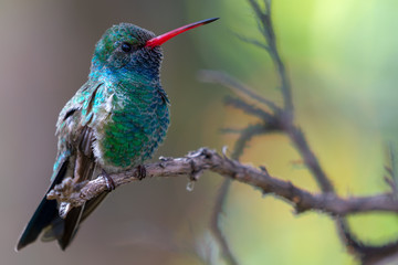 Fototapeta premium Broad-billed Hummingbird Sitting on a Branch