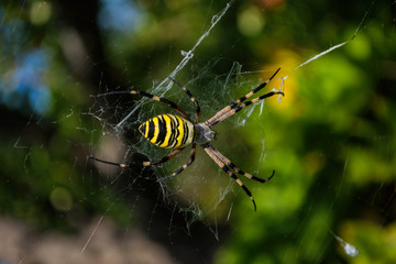 Spider Argiope bruennichi or Wasp-spider. Closeup photo of Wasp spider. Soft selective focus.