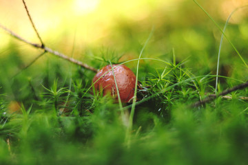 Tiny brown mushroom Imleria badia hidden in the middle of forest moss and needle and show us only brown cap. He is so shy. Mushrooms season. Very small bay bolete with oozy hat