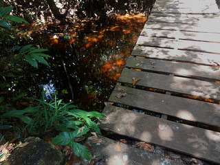 Bridge over small river, Amazon, Brazil