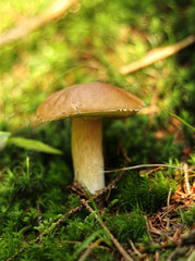 Boletus edulis founded in green moss with needles and fall down some sun beams. Penny bun has beautiful brown cap and white-brown stem. Mucous and oozy cap