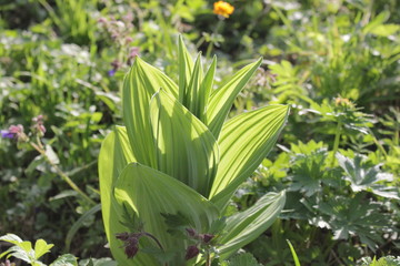 Obraz premium Flowers