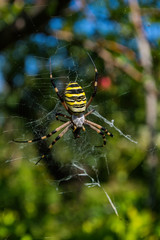 Spider Argiope bruennichi or Wasp-spider. Spider and his victim (fly) on the web. Closeup photo of Wasp spider. Soft selective focus.