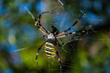 Spider Argiope bruennichi or Wasp-spider. Spider and his victim (fly) on the web. Closeup photo of Wasp spider. Soft selective focus.
