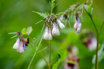 Some garden flowers on branch