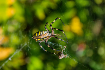 Spider Argiope bruennichi or Wasp-spider. Spider and his victim (grasshopper) on the web. Closeup photo of Wasp spider. Soft selective focus.