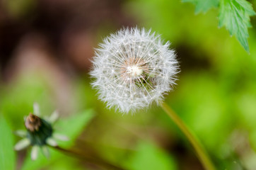 Common Dandelion on green background