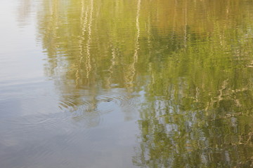 Fototapeta premium Nature