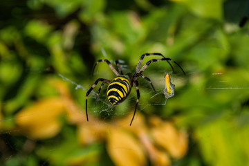 Spider Argiope bruennichi or Wasp-spider. Spider and his victims (grasshoppers) on the web. Closeup photo of Wasp spider. Soft selective focus.