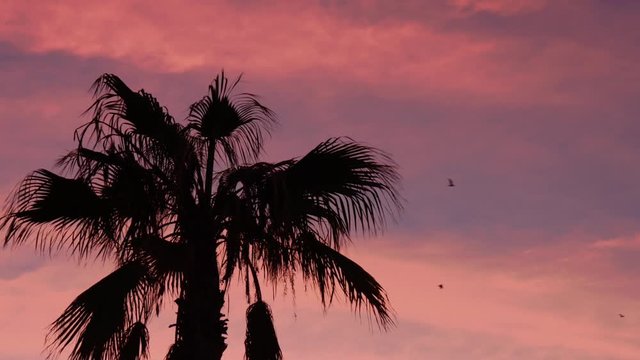 Palm tree at sunrise with seagulls. Malagueta beach. Costa del Sol. M&aacute;laga, Andalusia, Spain