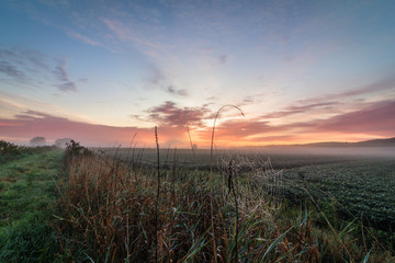 Sunrise illuminated by fog creates a soft and beautiful atmosphere over lush farmlands in Pine Island, NY, in late summer
