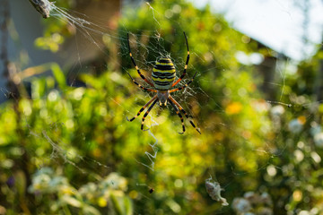 The spider and its web. Spider Argiope bruennichi or Wasp-spider. Closeup photo of Wasp spider. Soft selective focus.