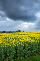 Fototapeta premium Canola Fields Under Stormy Sky